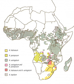 Distribution of the major Amblyomma spp. vectors of Ehrlichia ruminantium